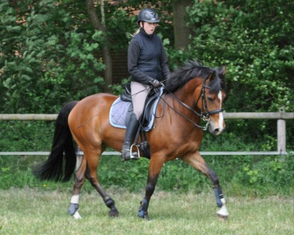 dressage horse Vegas (German Riding Pony, 2000, from Vis-A-Vis II)