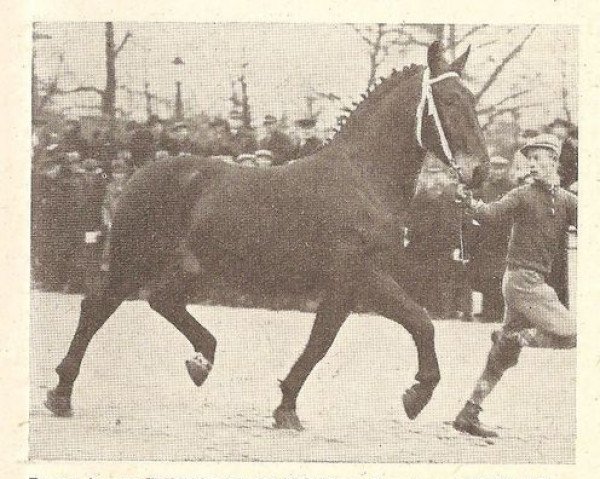 stallion Winvorst (Groningen, 1934, from Grootvorst)