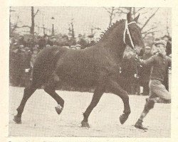 Deckhengst Winvorst (Groninger, 1934, von Grootvorst)