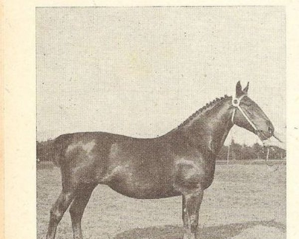 broodmare Variata (Groningen, 1929, from Bernhard)