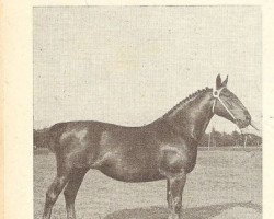 broodmare Variata (Groningen, 1929, from Bernhard)