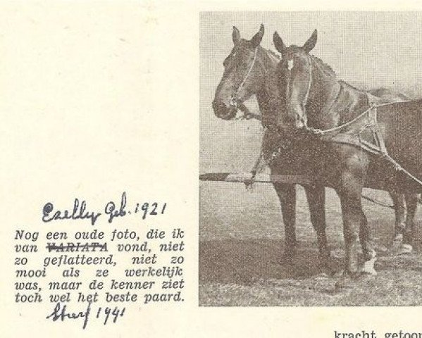 broodmare Ezelly (Groningen, 1921, from Terenus (Derenus))