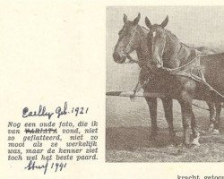 Zuchtstute Ezelly (Groninger, 1921, von Terenus (Derenus))