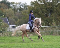 Springpferd Desert Prince (Deutsches Reitpony, 2006, von Don Philino)