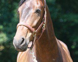 dressage horse Fürstenberg (Rhinelander, 2002, from Fidermark)