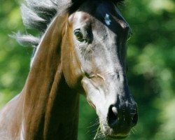 dressage horse Destiny Dell' Amore (Oldenburg, 2005, from Dimension)