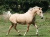 dressage horse Dee Jay A (German Riding Pony, 2007, from Dior)