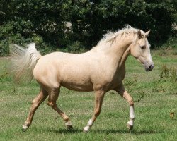 Dressurpferd Dee Jay A (Deutsches Reitpony, 2007, von Dior)