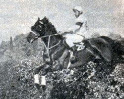 stallion Box xx (Thoroughbred, 1973, from Astyanax xx)