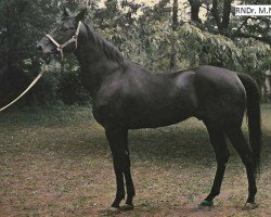 stallion Myjavan xx (Thoroughbred, 1962, from Astyanax xx)