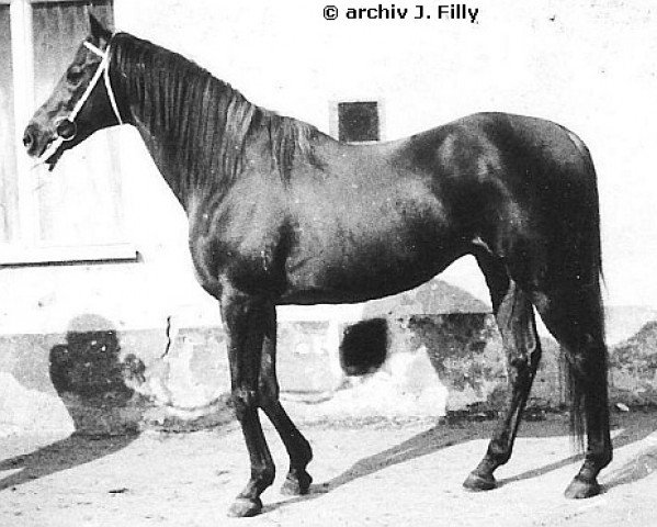 stallion Korok xx (Thoroughbred, 1962, from Astyanax xx)