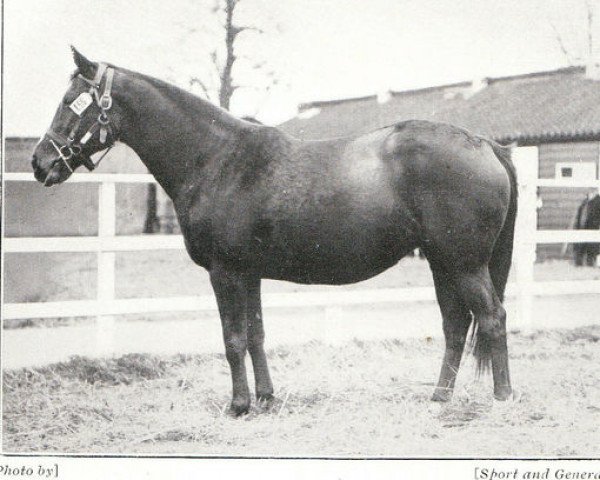 broodmare Full Cry xx (Thoroughbred, 1902, from Flying Fox xx)