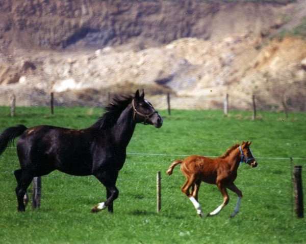 broodmare Tamina (Hanoverian, 1992, from Tiroler xx)