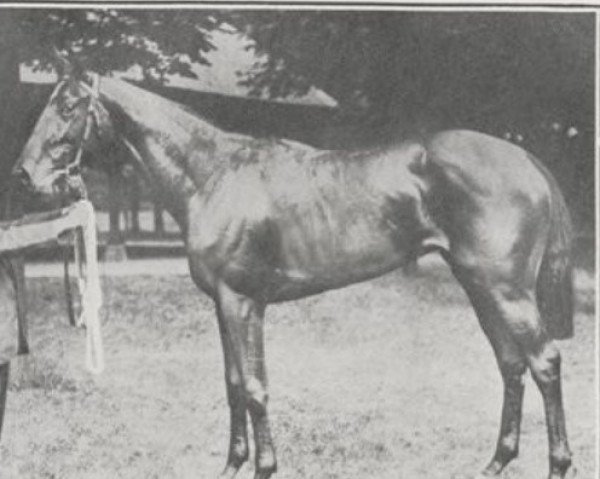 broodmare Guerroyante xx (Thoroughbred, 1911, from Flying Fox xx)