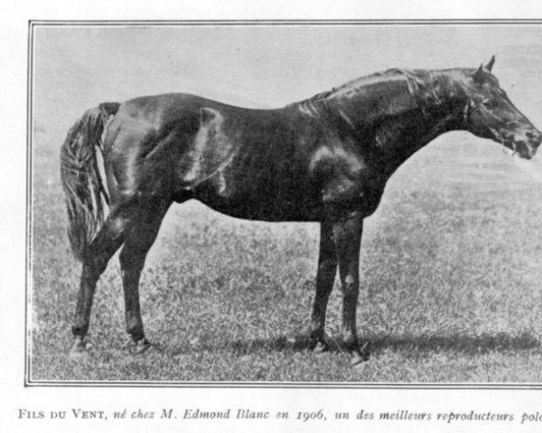 stallion Fils Du Vent xx (Thoroughbred, 1906, from Flying Fox xx)