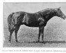 stallion Fils Du Vent xx (Thoroughbred, 1906, from Flying Fox xx)