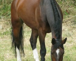 Dressurpferd Georg (Sächs.-Thür. Schweres Warmbl., 2005, von Gero)