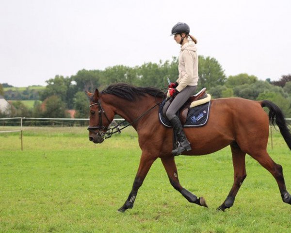 jumper Camelot 147 (German Sport Horse, 2014, from Cheetano)