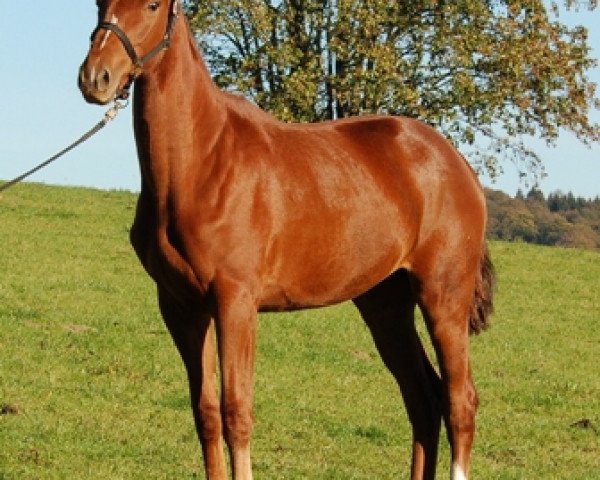 broodmare Shankina (Westphalian, 2010, from Schumacher)