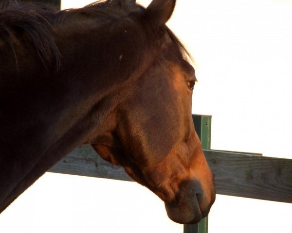 horse Tazewell xx (Thoroughbred, 2006, from Speedmaster xx)