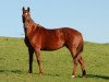 broodmare Batrixe (Hanoverian, 2004, from Lauries Crusador xx)