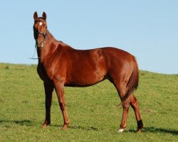 broodmare Batrixe (Hanoverian, 2004, from Lauries Crusador xx)