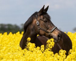 horse Pitch Black Judy (Traber, 2006, from Kaliman)