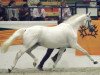 stallion Handryk (Trakehner, 1989, from Van Deyk)