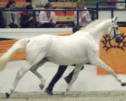 stallion Handryk (Trakehner, 1989, from Van Deyk)