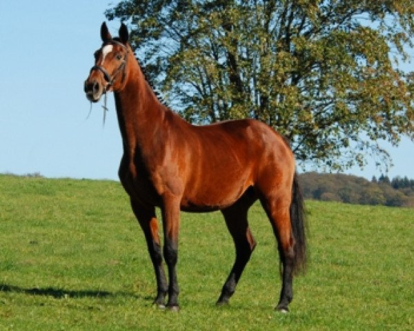 broodmare Kira (KWPN (Royal Dutch Sporthorse), 1992, from Ramiro Z)