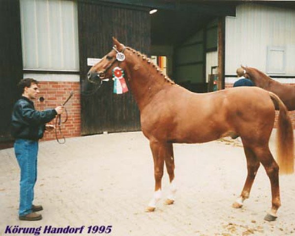 Pferd Well Done 28 (Hannoveraner, 1991, von Weltmeyer)