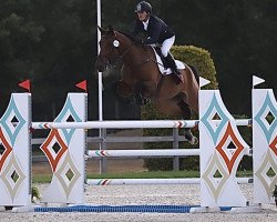 jumper Quardonna van het Weidse Hof (Belgian Warmblood, 2016, from Corydon van T&L)