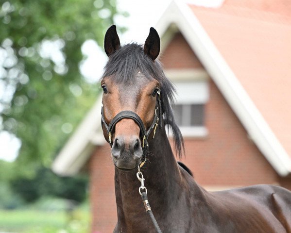 dressage horse Freeman Dree Böken (Hanoverian, 2020, from Fürstenball)