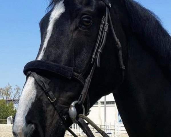 jumper LV Chino (Irish Sport Horse, 2013, from Eldiam de Reve)