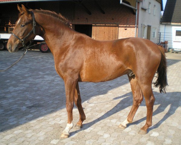 dressage horse Laurano (Hanoverian, 2009, from Laurent)