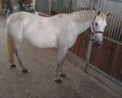 broodmare Pepermint Petty (Westphalian, 1998, from Popcorn)