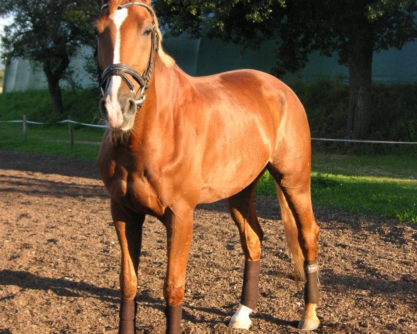 horse Legolas 81 (Bavarian, 2002, from Lanthano)