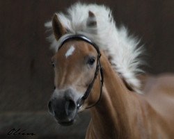 broodmare Anka (2,73% ox) (Edelbluthaflinger, 2007, from Amoroso)