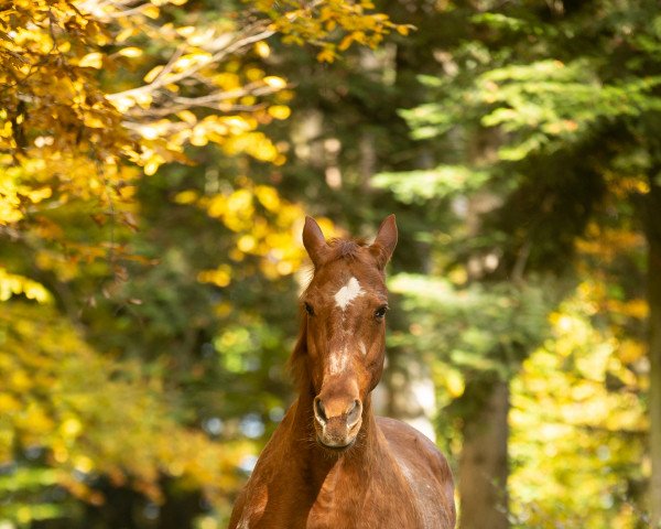 broodmare Autumn Angel (Württemberger, 1996, from Angriff-Anruf)