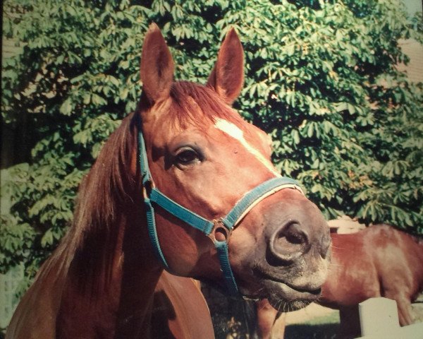 broodmare Angelina (Württemberger, 1987, from Angriff-Anruf)