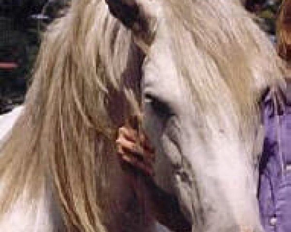 stallion Gladstone (German Riding Pony, 1990, from Glanz I)