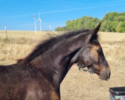 Pferd Querido's Rosalie (Westfale, 2022, von Querido Vg)