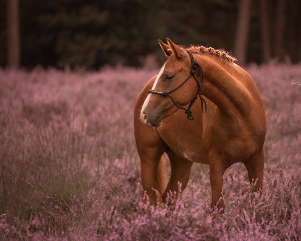 jumper New Edition P (German Riding Pony, 2019, from Heidbergs Nancho Nova)