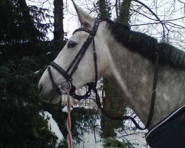 broodmare Cassiopaya M (Oldenburg, 2005, from Cannavaro)