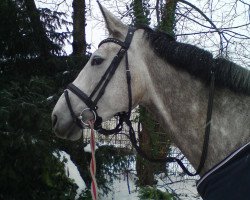 broodmare Cassiopaya M (Oldenburg, 2005, from Cannavaro)