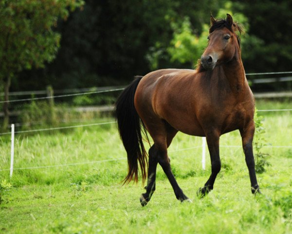 Pferd Prizzi (Huzule, 2007, von Wito)