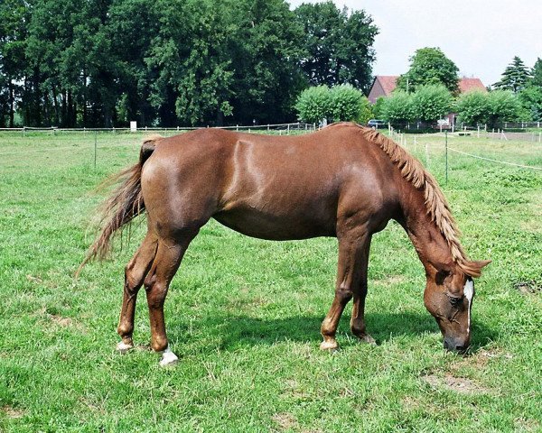 Pferd Cornelia 28 (Deutsches Reitpferd, 1983)