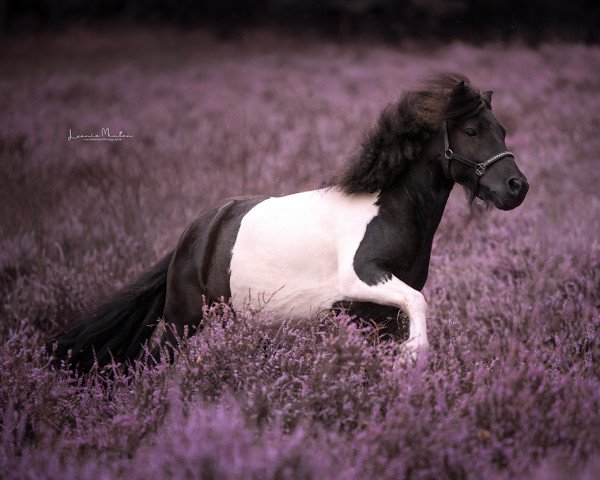 Pferd Loek v. d. Schoonenburg (Shetland Pony, 2017, von Viggo v. stal Munnikenland)