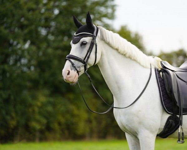 dressage horse Himmelgeist S (German Riding Pony, 2008, from Harry Potter B)