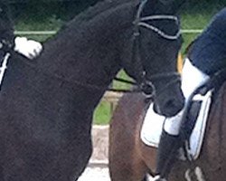 dressage horse Fancy Black Boy (Trakehner, 2006, from Buddenbrock)